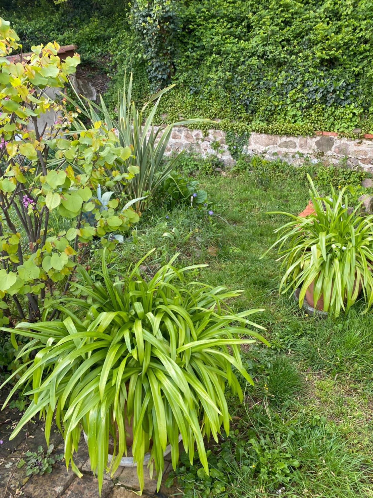Les Agapanthes Bed & Breakfast Vaux-en-Beaujolais Exterior photo